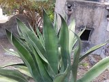 (92) Complesso Monastico - Giardino dei Novizi.jpg